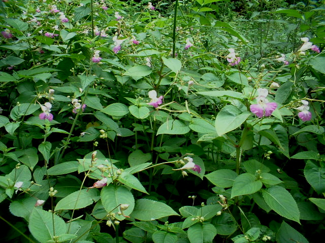 Impatiens glandulifera,balfourii,nolitangere,daphne mezereum